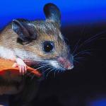 Mouse on leaf uid 1012946