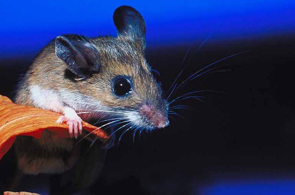 Mouse on leaf uid 1012946