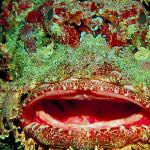 Mouth of barnacle covered fish