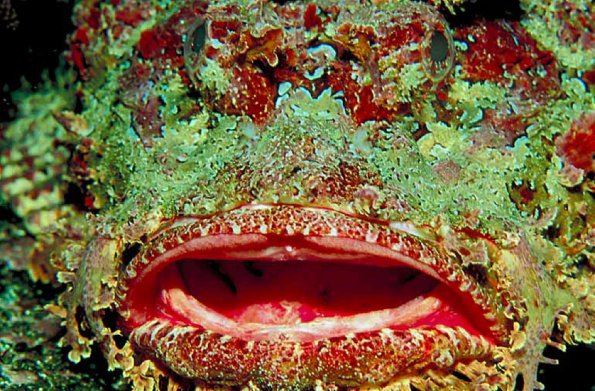 Mouth of barnacle covered fish