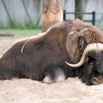 Musk ox lying down in the sand at the zoo uid 1175230