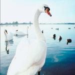 Mute swan Bosham Hampshire uid 1008108