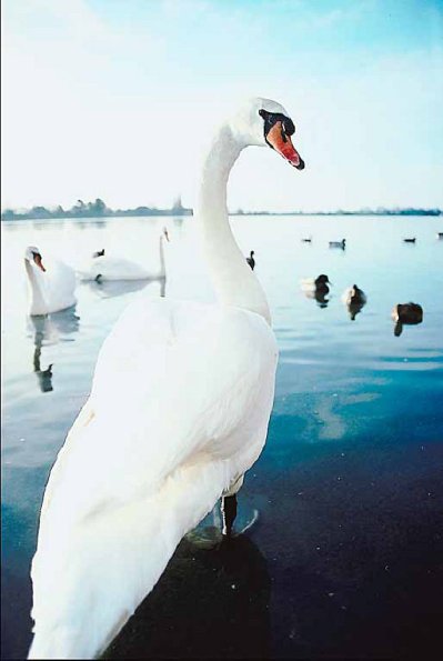 Mute swan Bosham Hampshire uid 1008108