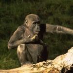 NervousMonkey