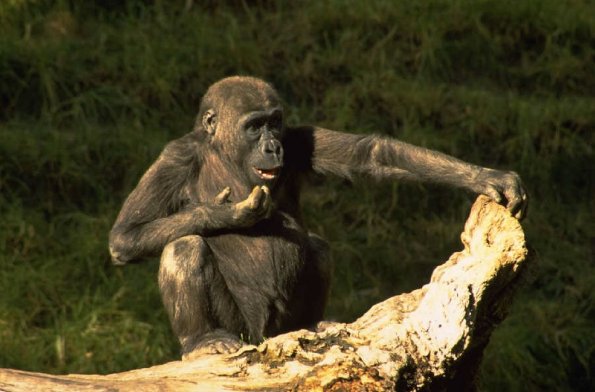 NervousMonkey