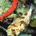 Ocean Life 001001