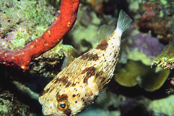 Ocean Life 001001