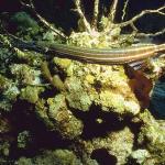 Ocean Life 002101