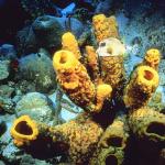 Ocean Life 003301
