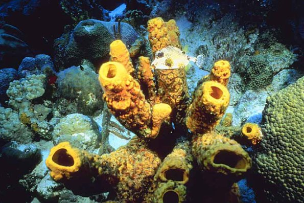 Ocean Life 003301