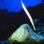 Ocean Life 003601