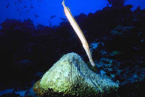 Ocean Life 003601