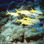 Ocean Life 003701