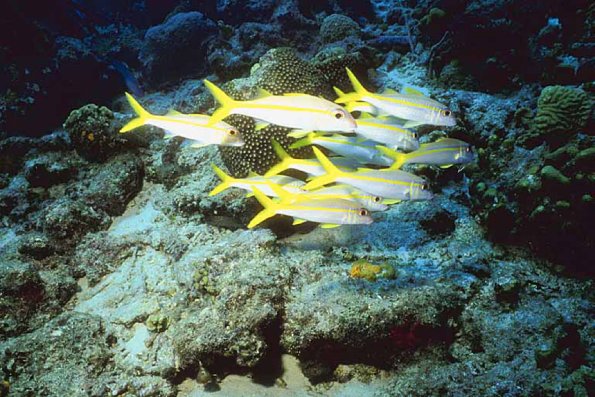 Ocean Life 003701