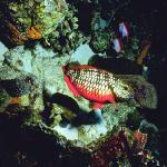 Ocean Life 003801
