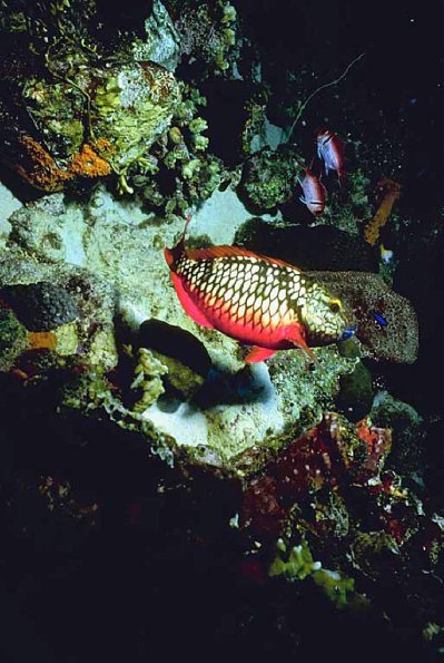 Ocean Life 003801