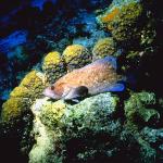 Ocean Life 003901