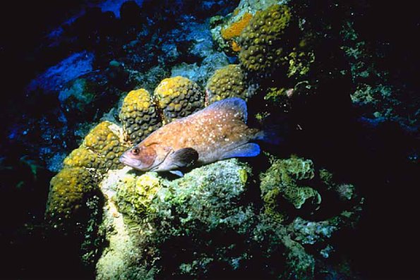 Ocean Life 003901