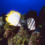 Ocean Life 104