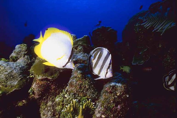 Ocean Life 104