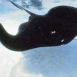 Ocean Life 110