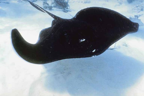 Ocean Life 110