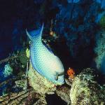 Ocean Life 112