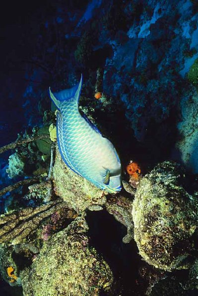 Ocean Life 112