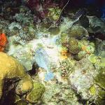 Ocean Life 114