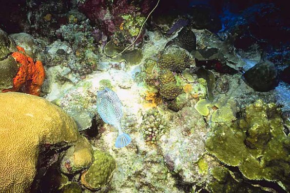 Ocean Life 114