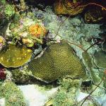 Ocean Life 116