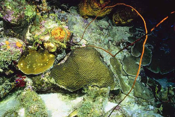 Ocean Life 116