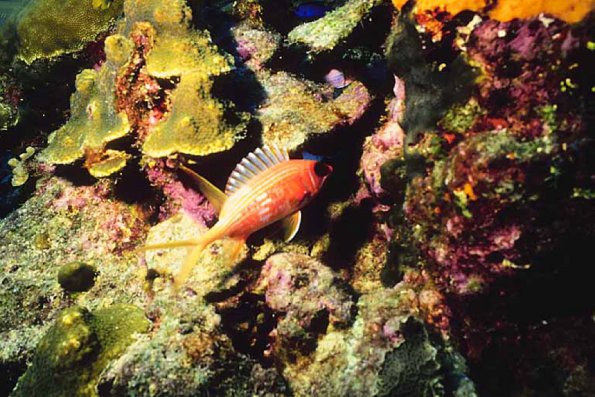 Ocean Life 122