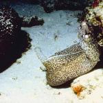 Ocean Life 42