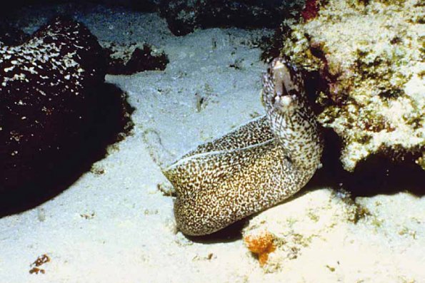 Ocean Life 42