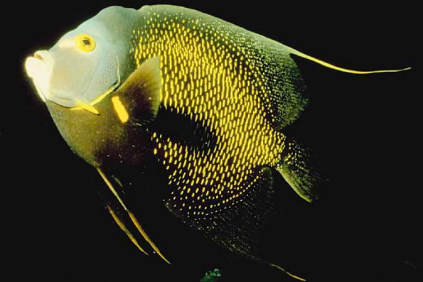 Ocean Life 48