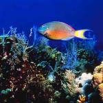 Ocean Life 96