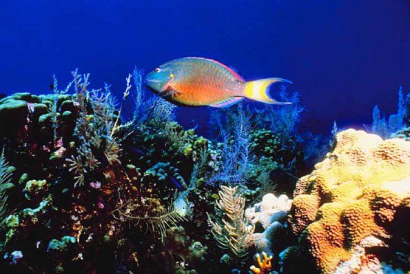 Ocean Life 96