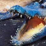 Open mouthed alligator