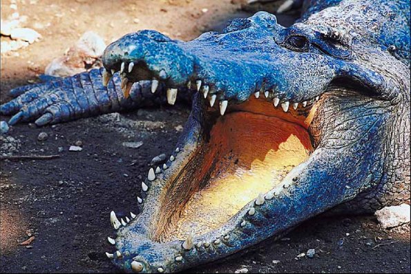 Open mouthed alligator