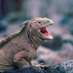 Open mouthed iguana