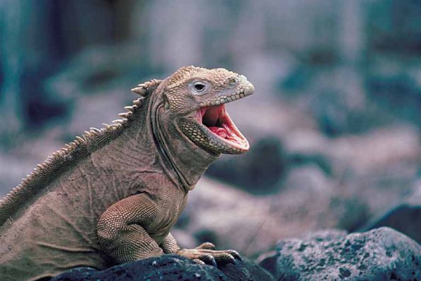 Open mouthed iguana