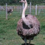 Ostrich walking in paddock