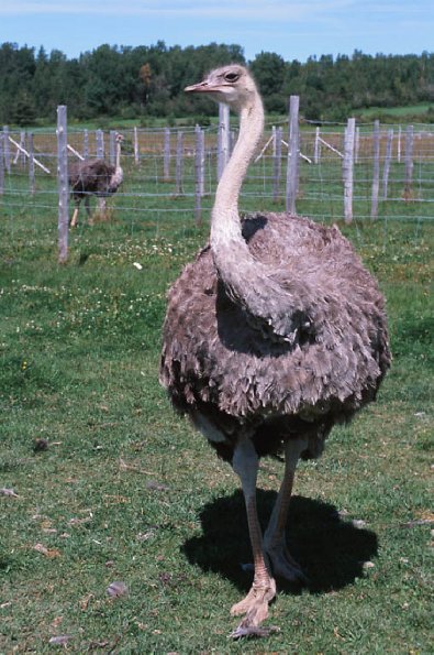 Ostrich walking in paddock