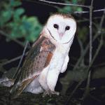 Owl an 1