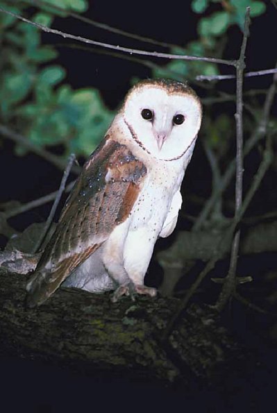 Owl an 1