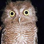 Owl an 2