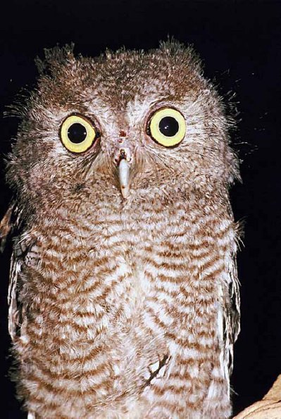 Owl an 2