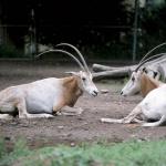 Pair of gazelles lying down at the zoo uid 1175198