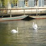 Pair of white swans swimming next to moored punts uid 1433090
